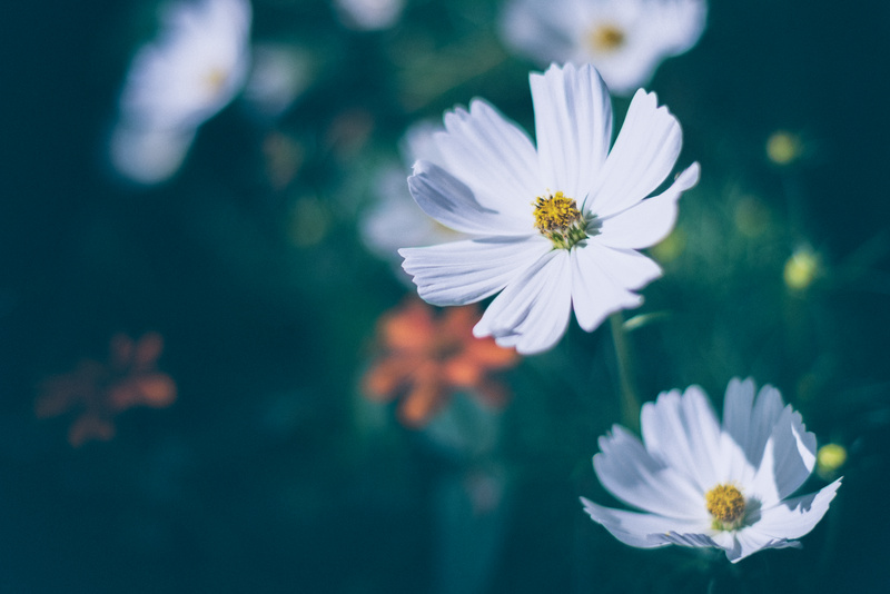 moon, freshness, bloom, springtime, Moon light, daisy, Photography, f/1.4, outdoors, plant, daytime, John Green, Flower, sensual, nature, 4K, flowers