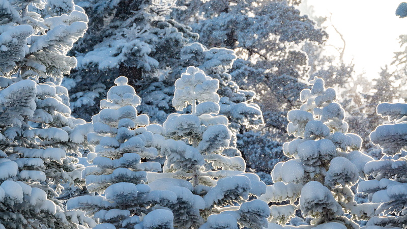 snow, tahoe, ice, frozen, trees, nature, land, ski, united states, day, south lake tahoe, heavenly mountain resort, cold temperature, environment, outdoors