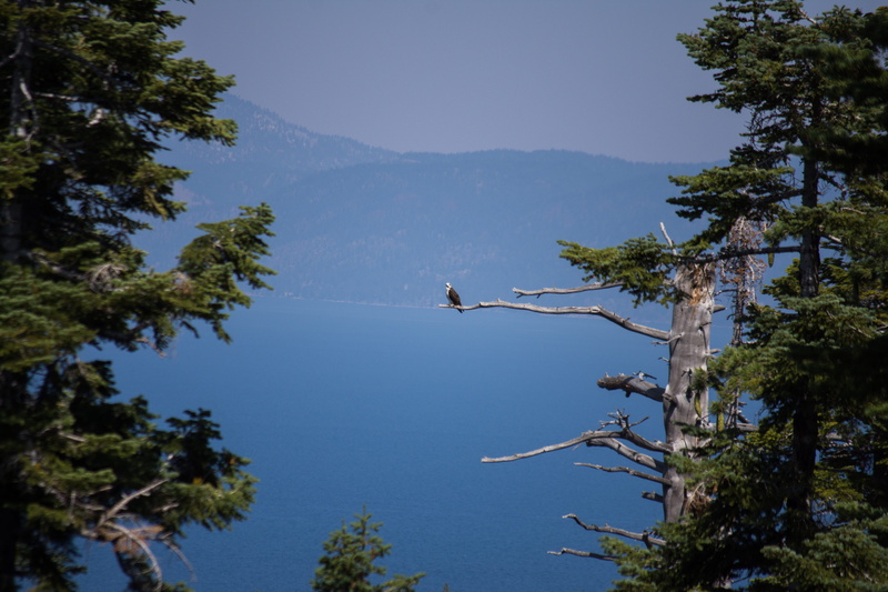day, outdoors, mountain, emerald bay road, branch, beauty in nature, animal, scenics - nature, south lake tahoe, growth, 5K, vertebrate, water, animal wildlife