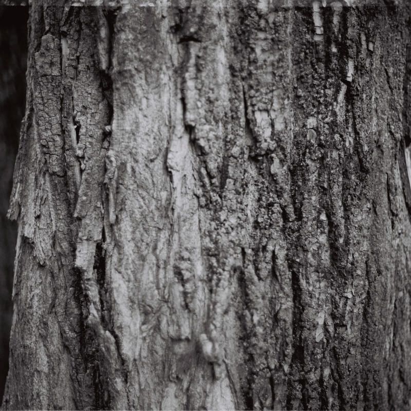 textured, full frame, natural pattern, pattern, outdoors, ukraine, tree trunk, no people, weathered, plant, textured effect, bark, wood - material, close-up