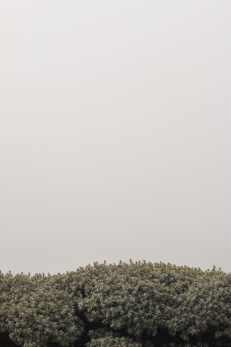 sky, nature, field, tranquility, fir tree, finland, growth, lock screen background, beauty in nature, tranquil scene, photo, no people, 5K