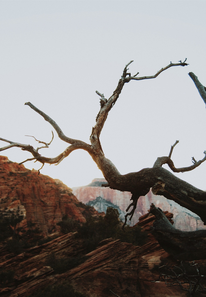 dead plant, withered, outdoors, zion national park, bare, daytime, near, utah, no people, iphone, sandstone, sky, geological formation, 2K