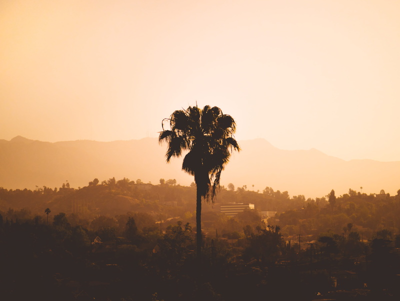 sunset, sun, environment, growth, photography, tree, nature, layer, no people, californium, tranquility, tranquil scene, fog, silhouette, sepia, eagle rock