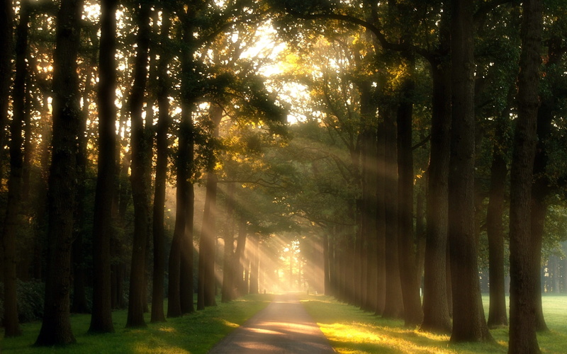 day, rays, nature, track, path, the sun, meadow, 1080P, fullscreen, HD, full screen, widescreen, background, surrounded, pathway