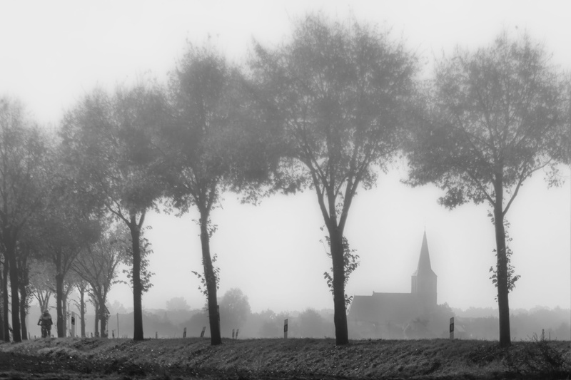 tree trunk, Kath, tree, growth, St Peter, belief, plant, landscape, bet kevelaer niederrhein, graze, religion, rain, no people, outdoors, architecture