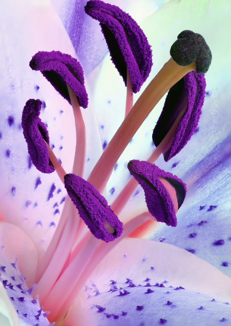 macro, beauty in nature, food, food and drink, plant, detail, blossom, growth, stargazer, bloom, pollen, flowers, lily, 4K, purple, selective focus, pink color