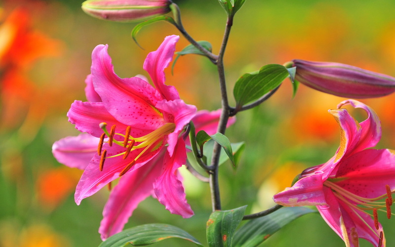 pink flower, flower buds, lily, pink, 1080P, petal, flower