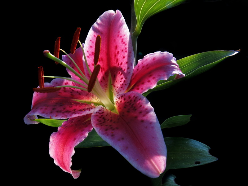 nature, lily stargazer, pleasant fragrance, inflorescence, close-up, freshness, growth, no people, pollen, plant, lys stargazer, fragility, vulnerability