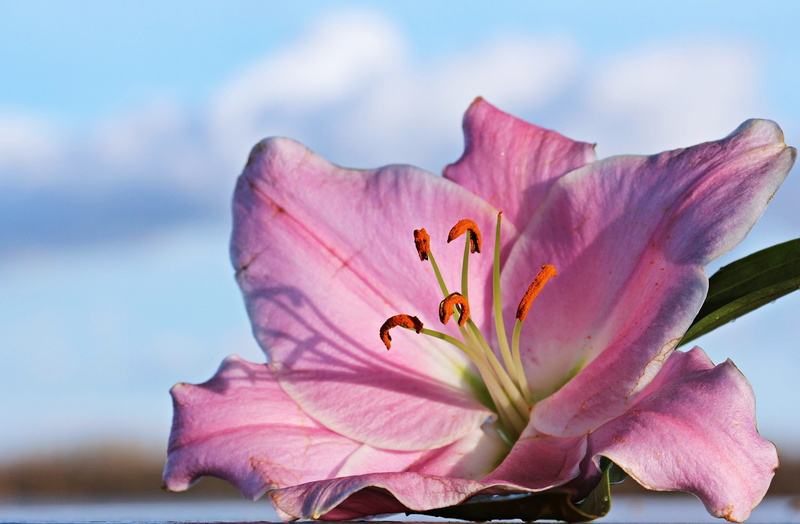 flower head, lily, pink color, background, stamen, fragility, stargazer, pink flower, close-up, photography, growth, inflorescence, 4K, pink, ornamental plant