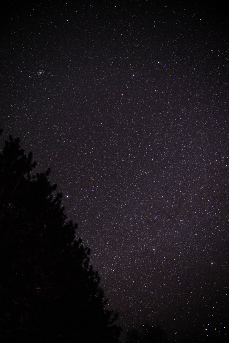night, tranquil scene, starry, plant, stars, tree, beauty in nature, starlight, star, silhouette, astrophotography, nature, scenics - nature, star - space