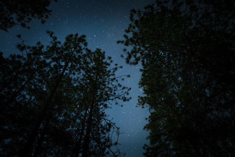 tree canopy, star field, night, 5K, outdoors, scenics - nature, sky, green, star, growth, stargazing, stars, galaxy, time, directly below, camping, astronomy