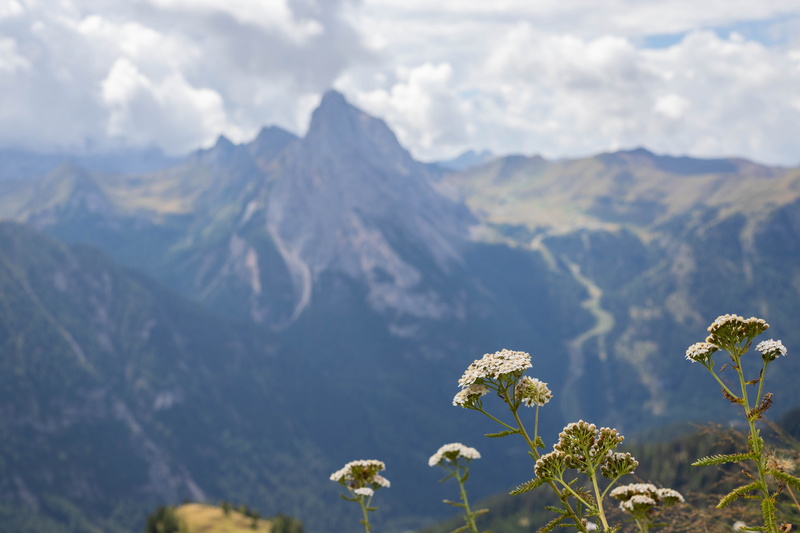 cloudy weather, dolomites, mountains, tranquil scene, mountain landscape, tranquility, flower, freshness, beauty in nature, focus on foreground, vulnerability