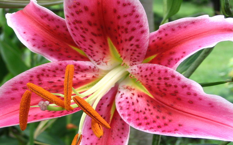 flower, stargazer, hd, desktop, background, image, lilly, 2K