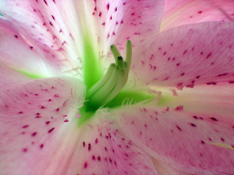 botany, blooms, vulnerability, horticulture, nectar, beautiful, background, colourful, flowers, bouquet, stargazer, bloom, petals, closeup, gerber, freshness