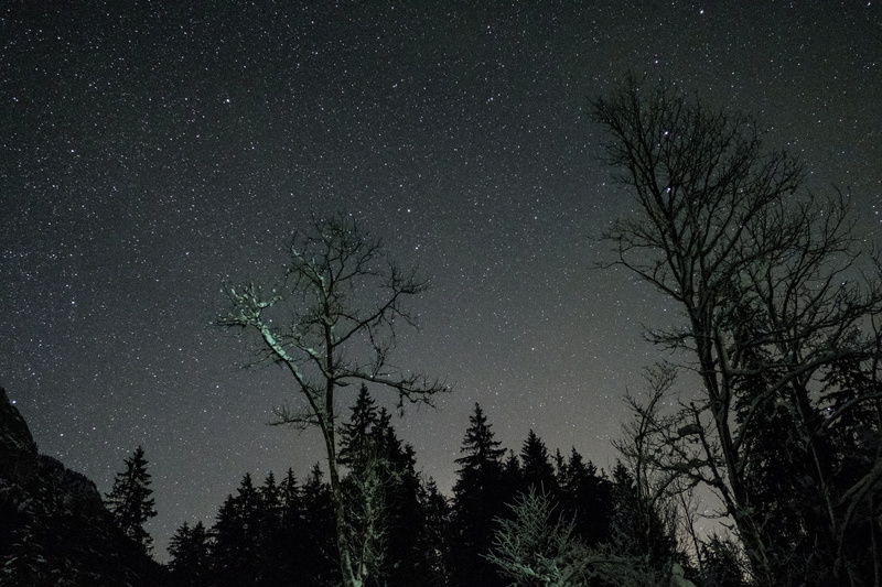 star - space, 5K, astronomy, star, tranquil scene, outdoors, bare tree, silhouette, woods, plant, shadow, space, astrophotography, branch, trees, tranquility