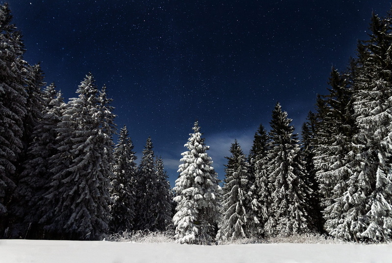 no people, night, woodland, tree, weather, cold, plant, coniferous tree, forest, winter, sky, stars, pine tree, tranquil scene, travel, evergreen tree