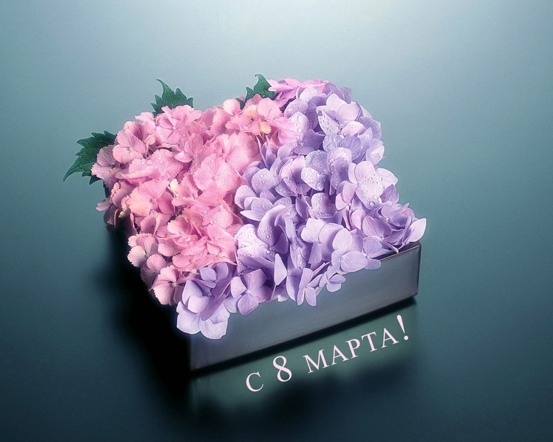 flower Head, vulnerability, celebration, flower, blue, drops, leaves, flowering plant, gift, decoration, ornate, freshness, flower arrangement, box, petal