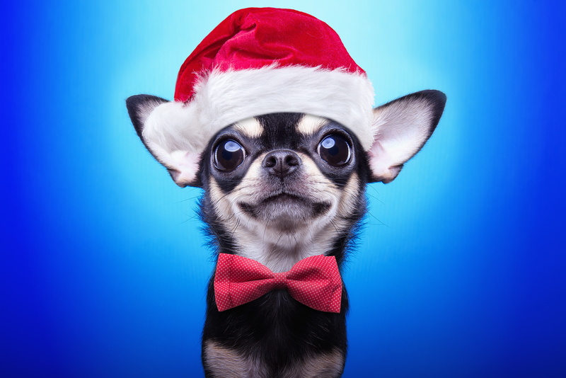 cute, decoration, 2018, Christmas, New Year, 5K, Xmas, santa hat, symbol 2018, dog, Merry Christmas, funny