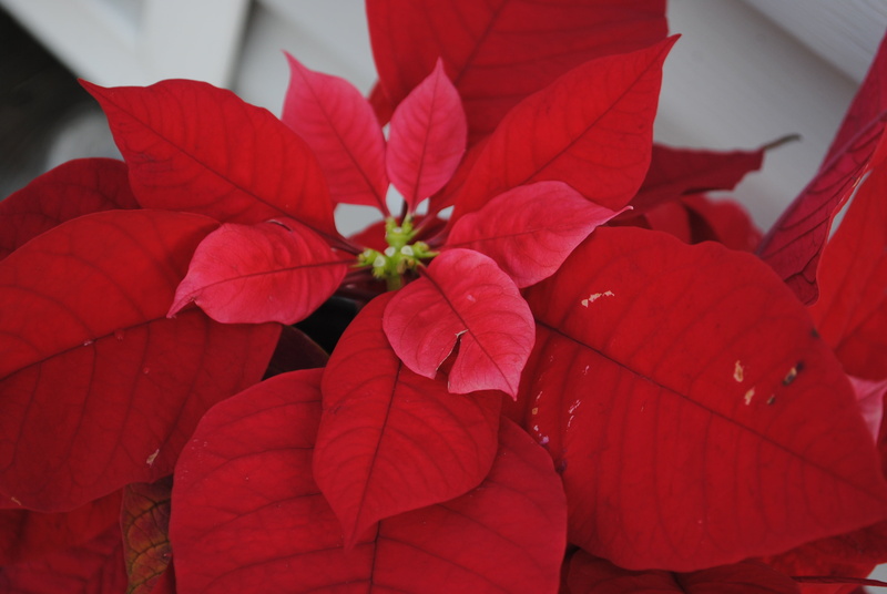 bloom, floral, freshness, ornament, card, merry, winter, decoration, flower head, christmas, focus on foreground, new, year, growth, bright, 4K, celebration