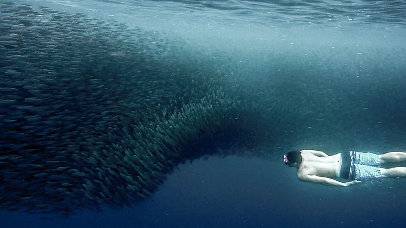 4K, michael liao, one person, animal wildlife, outdoors, fish, philippine, animals in the wild, ocean, dom, undersea, day, sea, sardine, explore, nature
