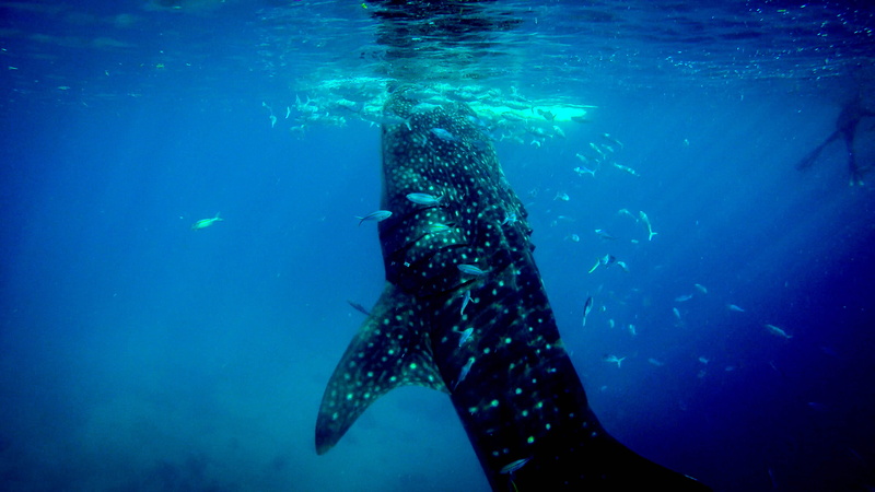 water, white, animal, group of animals, philippine, underwater, vertebrate, animal wildlife, sea life, animal themes, black, sea, nature, ocean, swimming