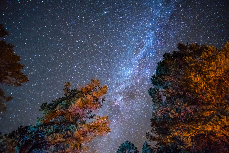 united states, space and astronomy, scenics - nature, grand canyon village, galaxy, tree, astronomy, star - space, no people, plant, star field, tranquility