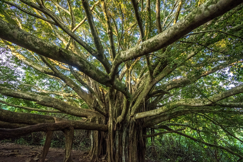 sky, plant, no people, land, tree, low angle view, trunk, branch, sunlight, forest, tree trunk, leafe, beauty in nature, green color, outdoors, tranquility