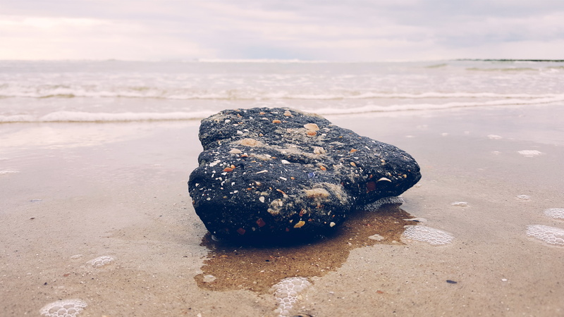 animal wildlife, 5K, no people, day, one animal, sea, sand, cloud - sky, nature, marine, water, pollution, beach, phone camera, beauty in nature, animals in the wild