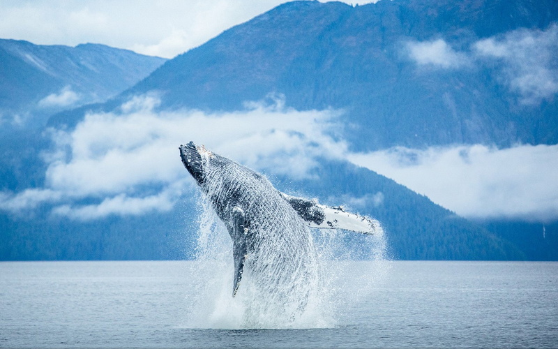 Whale, Animal, 1080P, Breaching