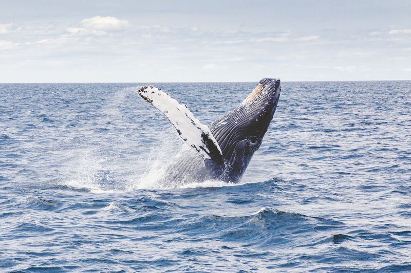 whale, whale watching, marine, breach, tail fin, no people, underwater, fin, vertebrate, outdoors, sky, horizon over water, waterfront, jump, one animal