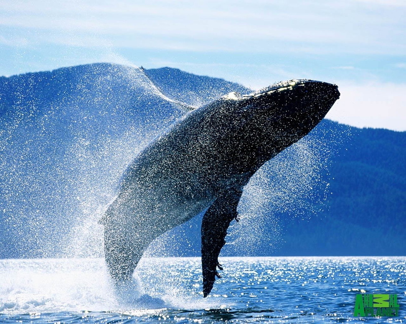Animal, Breaching, 720P, Whale