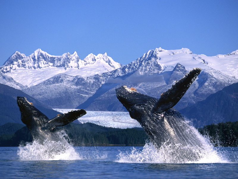 landscapes, breach, mountains, whales, ocean, sea, 720P