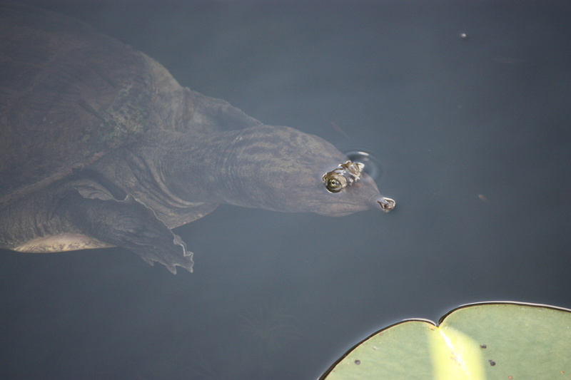 marine, lake, eyes, water, one animal, 4K, vertebrate, animals in the wild, underwater, day, animal wildlife, swimming, turtle, close-up, reptile, nature
