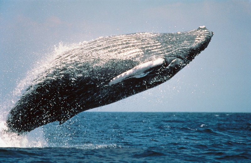 ocean, underwater, animals in the wild, pacific Ocean, 1080P, blue, nature, fish, marine, outdoors, cetacean, spray, animal, aquatic mammal, one animal