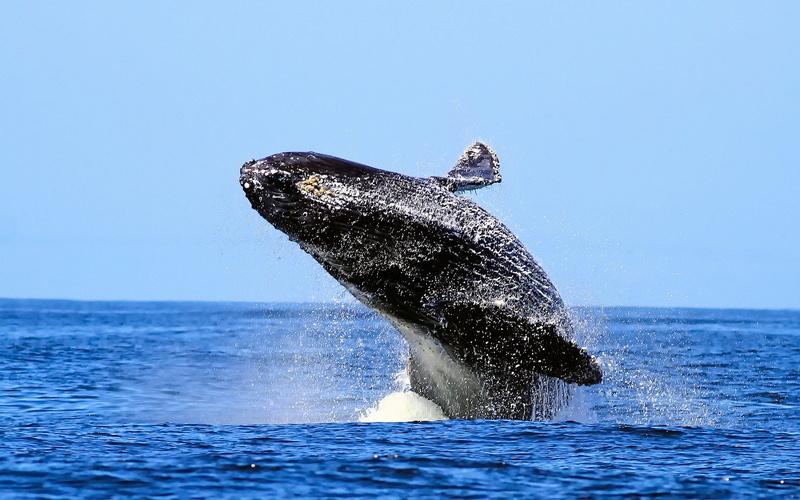 Whale, Breaching, 720P, Humpback Whale, Animal