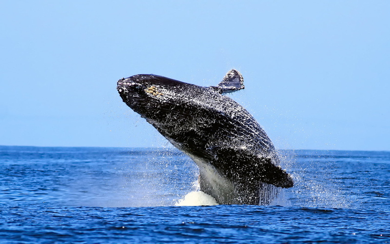 animal, sea, sky, horizon over water, humpback, animal themes, aquatic mammal, one animal, breaching, 720P, Whale, clear sky, marine, blue water, nature