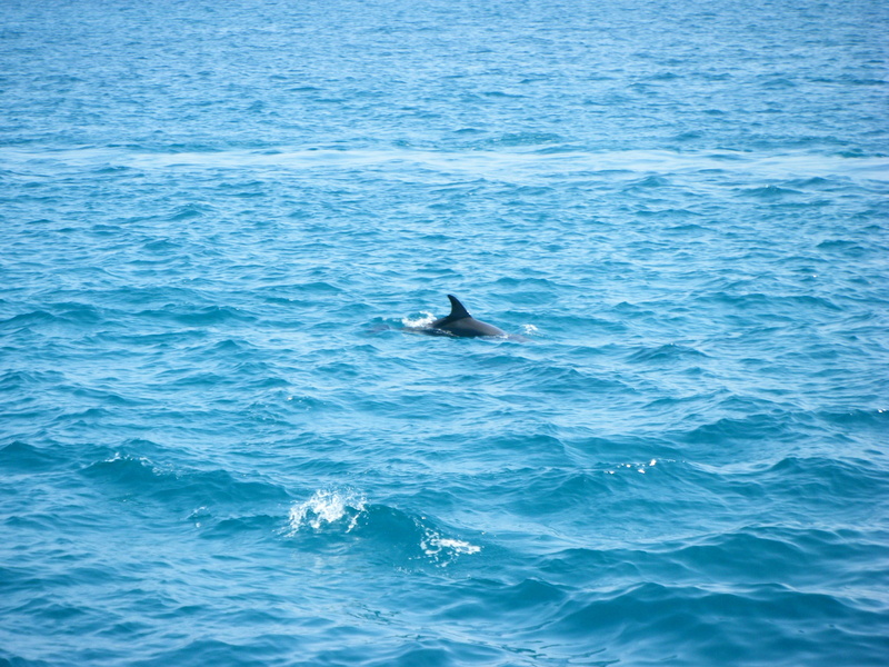 animal themes, underwater, blue, humpback Whale, wildlife, swimming Animal, 2K, marine, animal wildlife, animals in the wild, nature, whale, one animal
