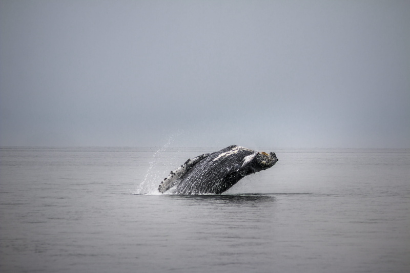 baleen whale, sealife, whale breaching, skipping, animal wildlife, swimming, marine, outdoors, breach, sea life, whale, horizon, ocean, animals in the wild