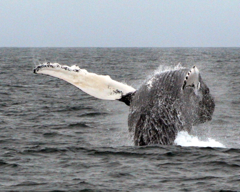 whale, nature, sea, animal, Humpback Whale, Cape Cod, humpback, mammal, 720P, breach, wildlife, water