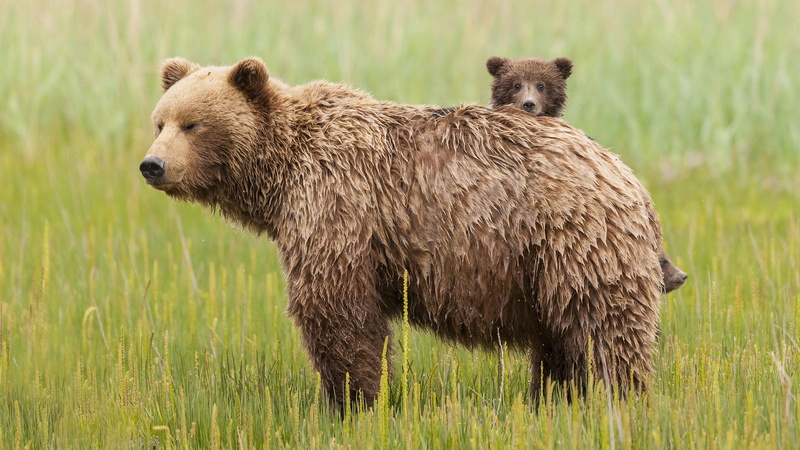 day, 2K, animals in the wild, animal wildlife, looking, nature, animal family, bear, wet bear with care bears, field, brown, no people, outdoors, one animal