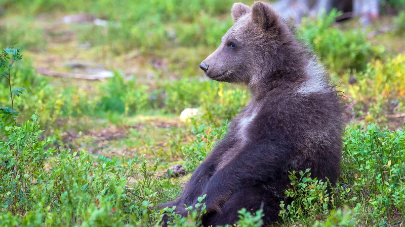 vertebrate, land, field, bear, one animal, animal wildlife, animals in the wild, 2K, focus on foreground, animal themes, plant, care bear, mammal, side view