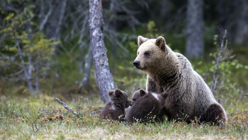 grass, animals in the wild, animal wildlife, forest, mom bear with care bears, cub, animal family, young animal, animal, no people, hunting, bear, vertebrate