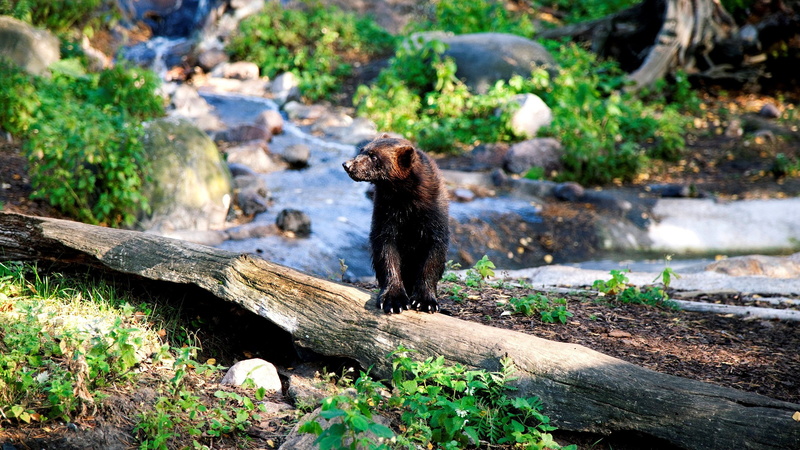 water, land, domestic, day, animal themes, pets, wood - material, outdoors, no people, bear, animal wildlife, mammal, 2K, care bear  hd, plant, animal