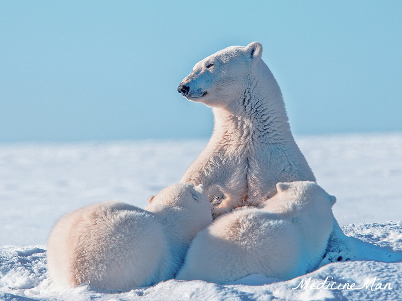cute, animal wildlife, mammal, wildlife, polar Bear, white color, vertebrate, cold - Temperature, blue, polar, summer, day, bear, three, polar Climate