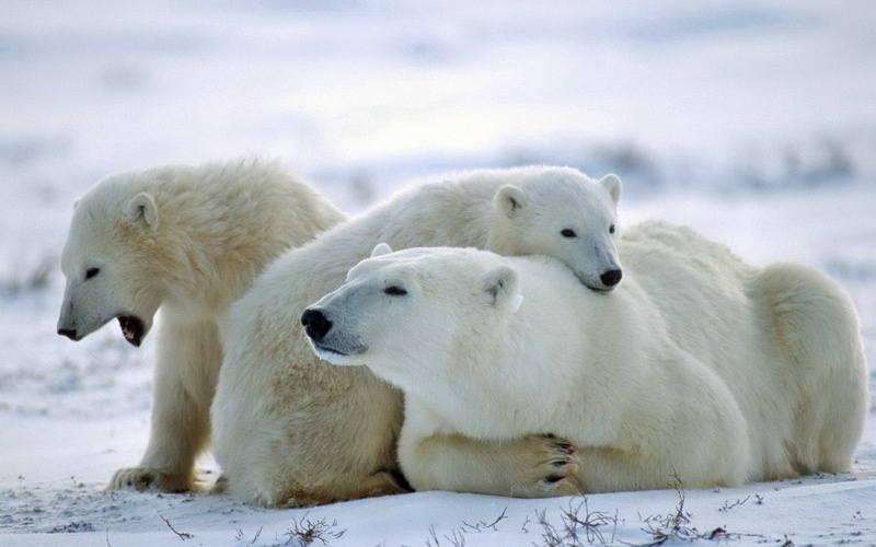 relaxation, nature, bears, bear, snow, animal wildlife, carnivore, north, cold temperature, mammal, day, polar, vertebrate, 1080P, wildlife, animal family