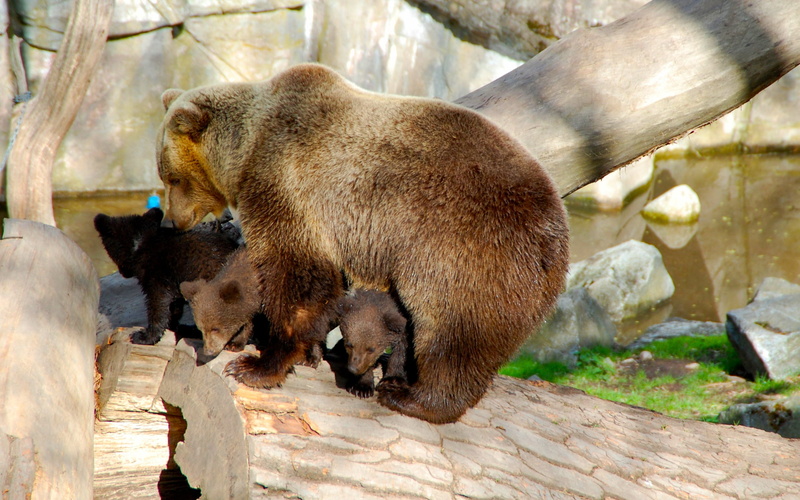 1080P, outdoors, animal, nature, mammal, animal wildlife, young animal, two animals, zoo, solid, no people, forest, day, fur, wildlife, rock, group of animals