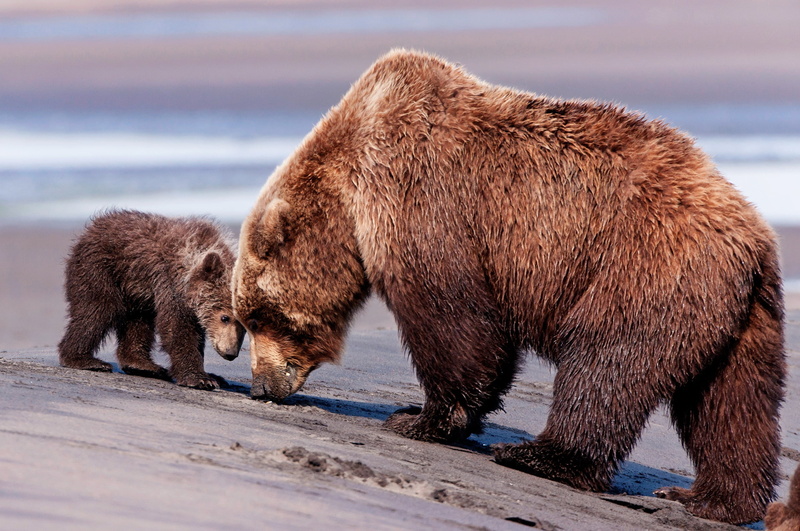 forest, animal, mammal, no people, fur, carnivore, 2K, two, north, brown Bear, animal wildlife, winter, side view, bear, animal family, large, young animal