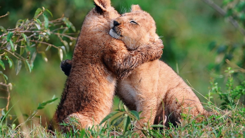 cub, brown, cute, 1080P, bear, animal, cubs, focus on foreground, togetherness, group of animals, wildlife, no people, green Color, herb, care, animal themes