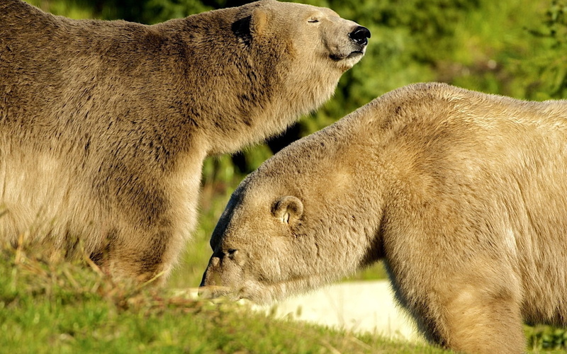 1080P, carnivore, zoo, togetherness, couple, walking, land, focus on foreground, animal family, fur, wildlife, nature, brown, brown Bear, no people, animals In The Wild