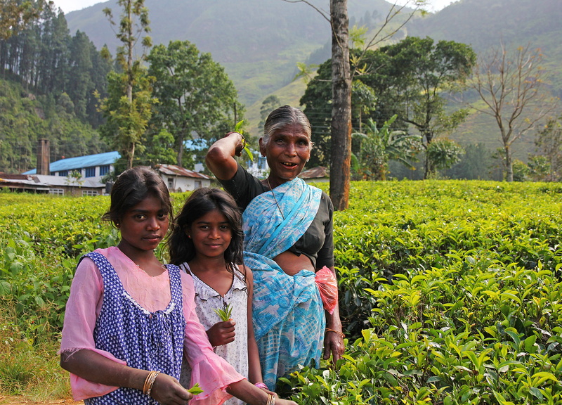 portrait, drink, asia, lifestyles, field, harvest, toil, group of people, black tea, satisfaction, women, front view, living, the tradition of, 4K, casual clothing